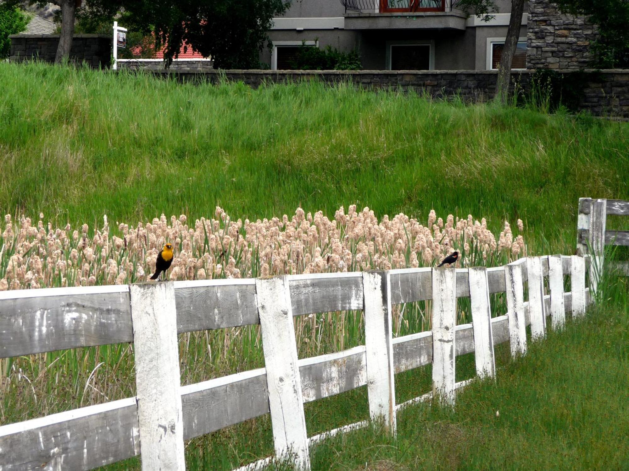 South Thompson Inn & Conference Centre Kamloops Bagian luar foto